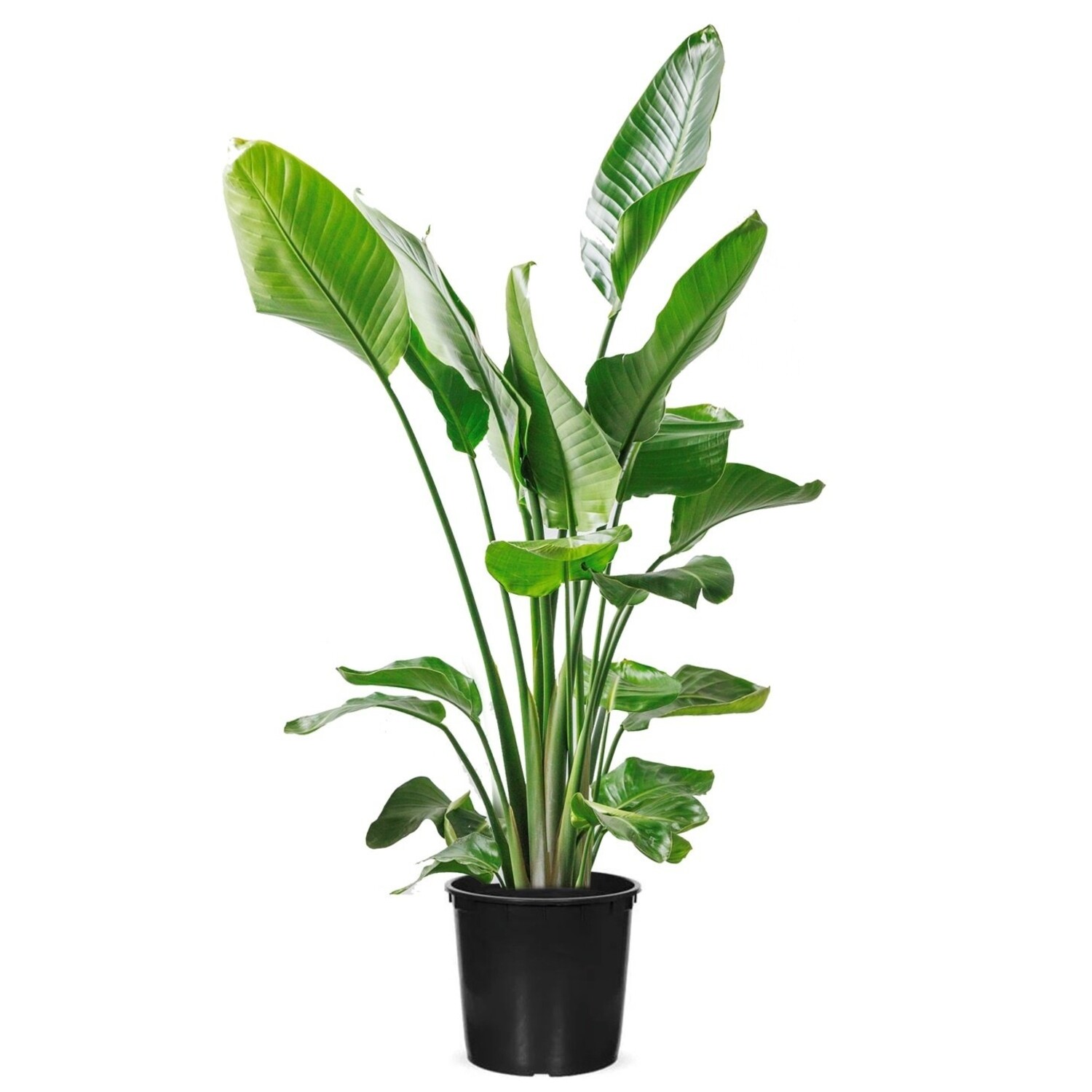 Mchten Sie Ihre Strelitzia Nicolai kaufen? - www.fleurdirect.com