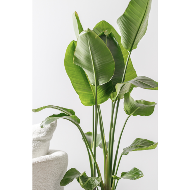 Möchten Sie Ihre Strelitzia Nicolai kaufen?