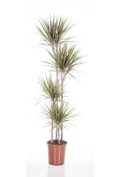 Dracaena Bicolor XXL