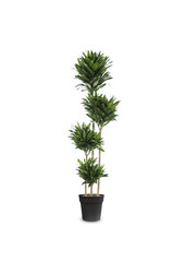 Dracaena Compacta Mehrstämmig