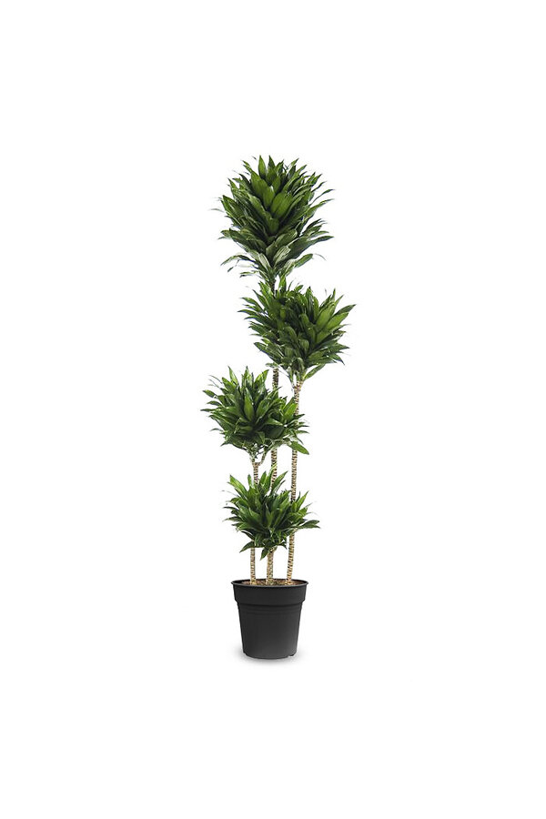 Dracaena Compacta Mehrstämmig