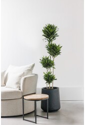 Dracaena Compacta Mehrstämmig
