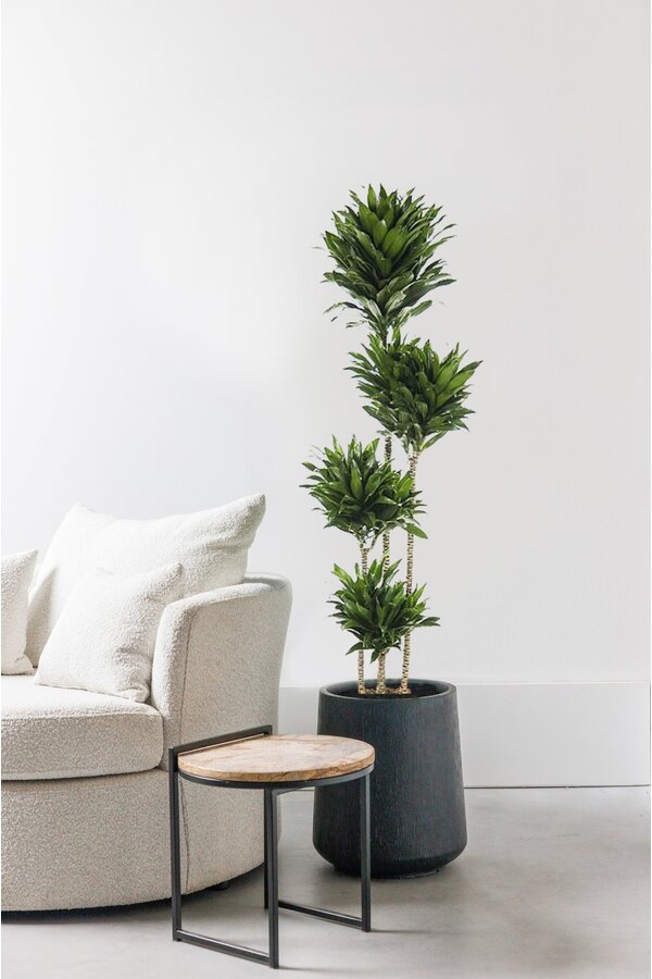 Dracaena Compacta Mehrstämmig