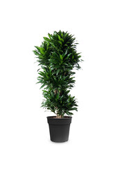 Dracaena Compacta XL