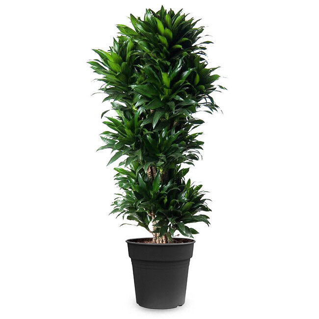 Dracaena Compacta XL