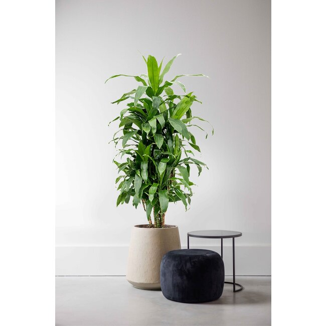 Dracaena Janet Craig XXL