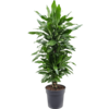 Dracaena Janet Lind XL