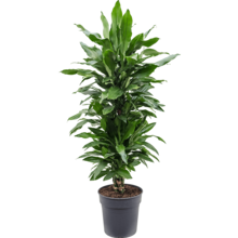 Dracaena