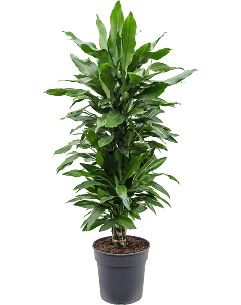 Dracaena