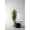 Dracaena Janet Lind XL