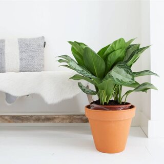 Aglaonema