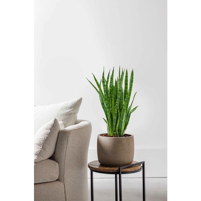 Sansevieria Kirkii L