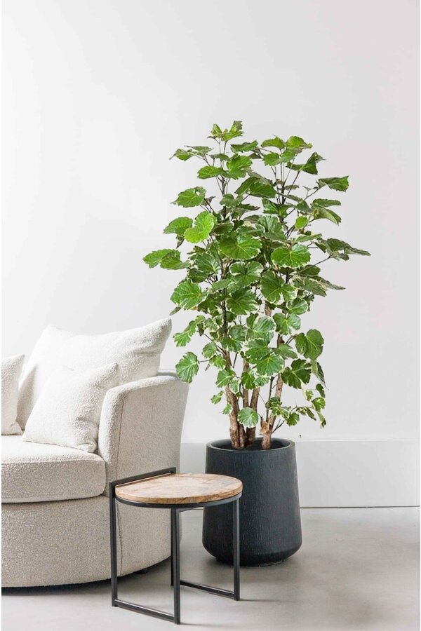 Polyscias Balfouriana XL