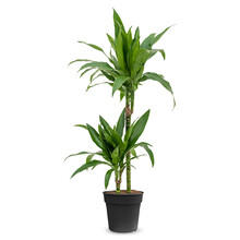 Dracaena