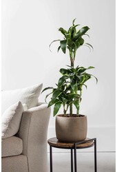 Dracaena-Dorado-Karussell
