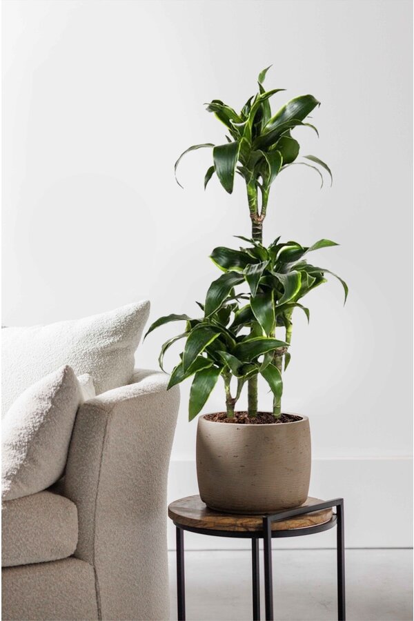 Dracaena-Dorado-Karussell