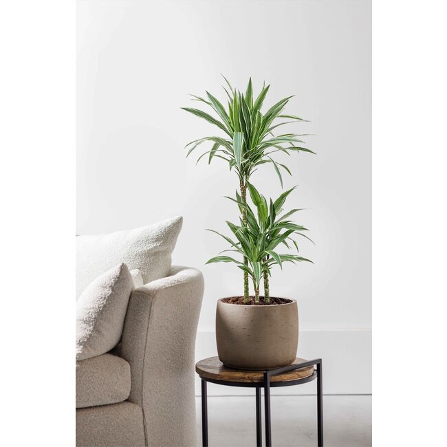 Dracaena Warneckei