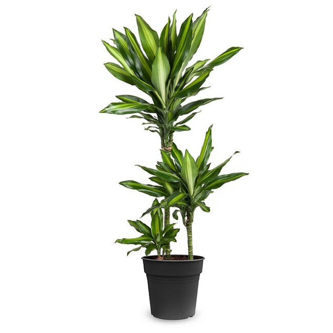 Dracaena Cintho Karussell