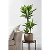 Dracaena Cintho Karussell