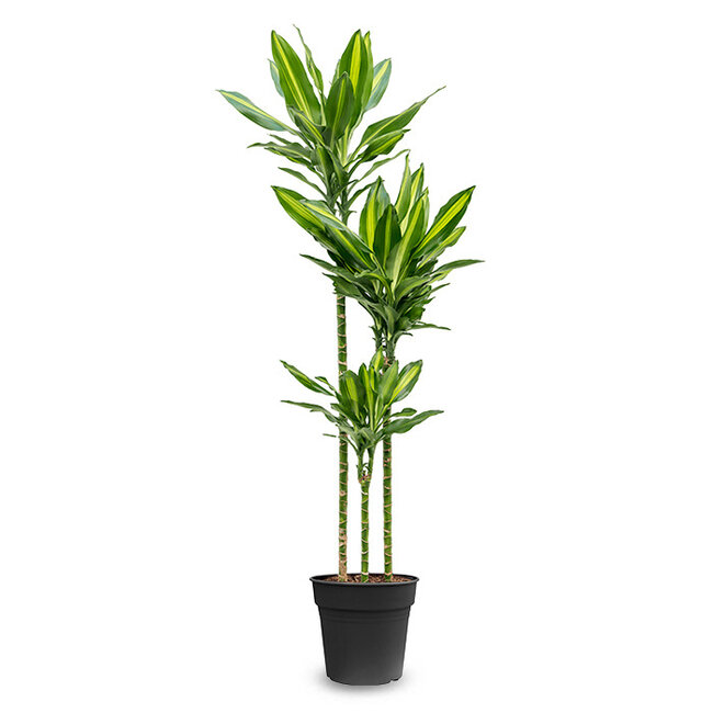 Dracaena Cintho