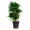 Dracaena Compacta M