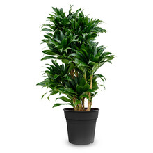 Dracaena