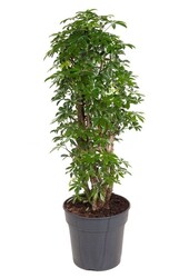 Schefflera verzweigt M