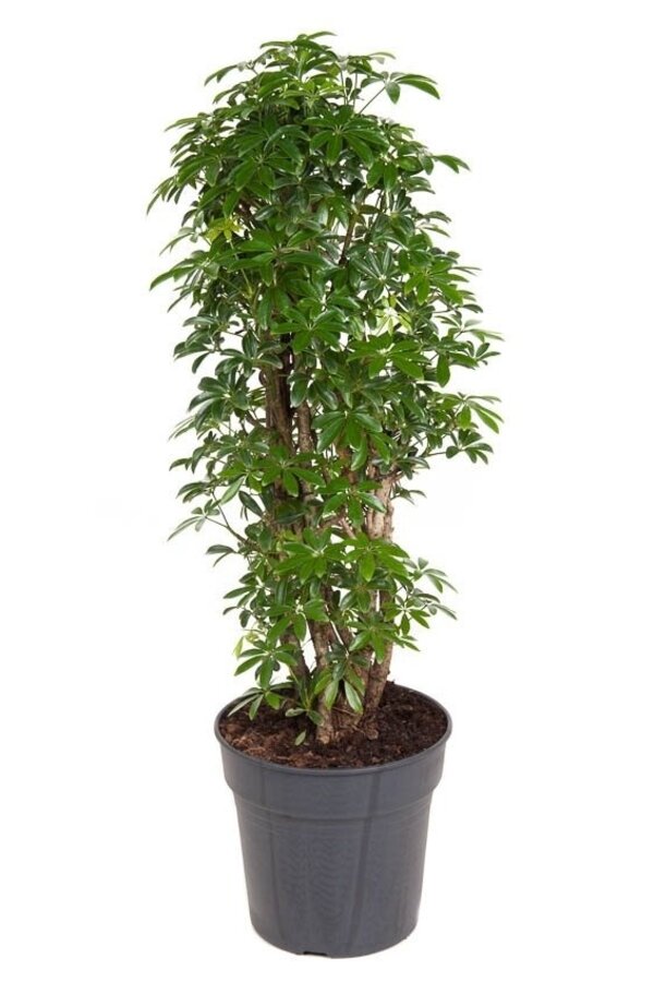 Schefflera verzweigt M