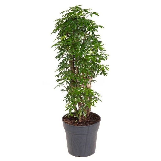 Schefflera verzweigt M