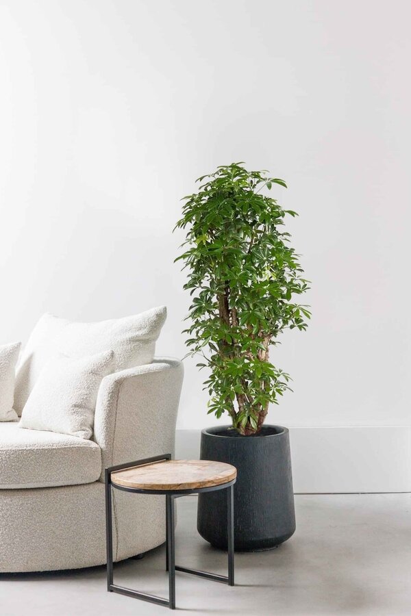 Schefflera verzweigt M