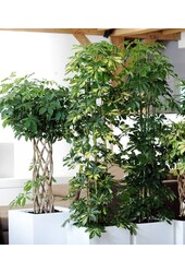 Schefflera verzweigt M
