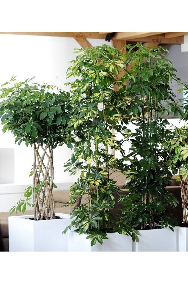 Schefflera verzweigt M