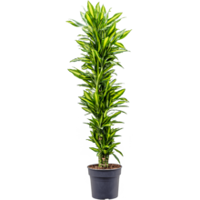 Dracaena