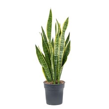 Sansevieria