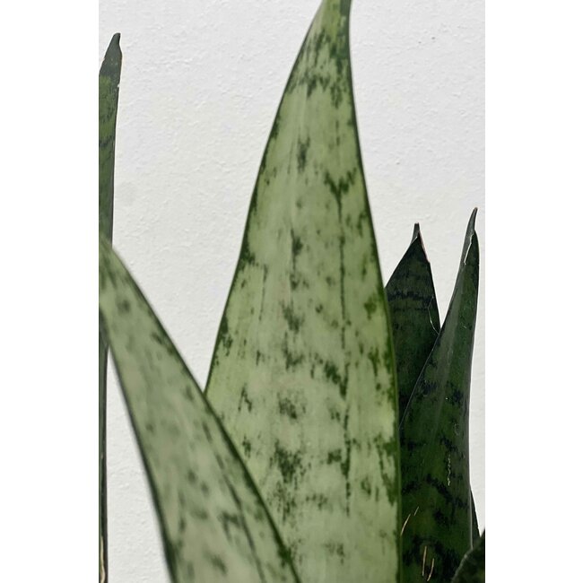 Sansevieria Zeylanica S