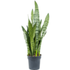 Sansevieria Zeylanica