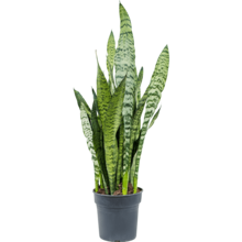 Sansevieria