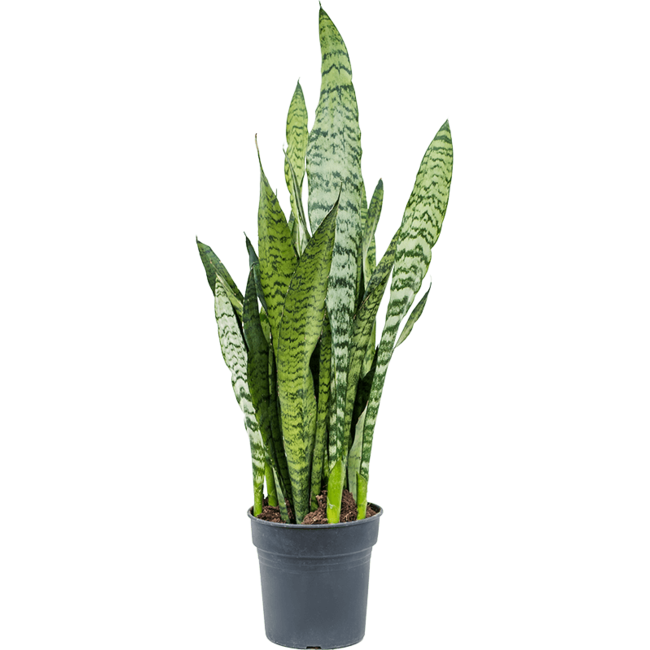 Sansevieria Zeylanica