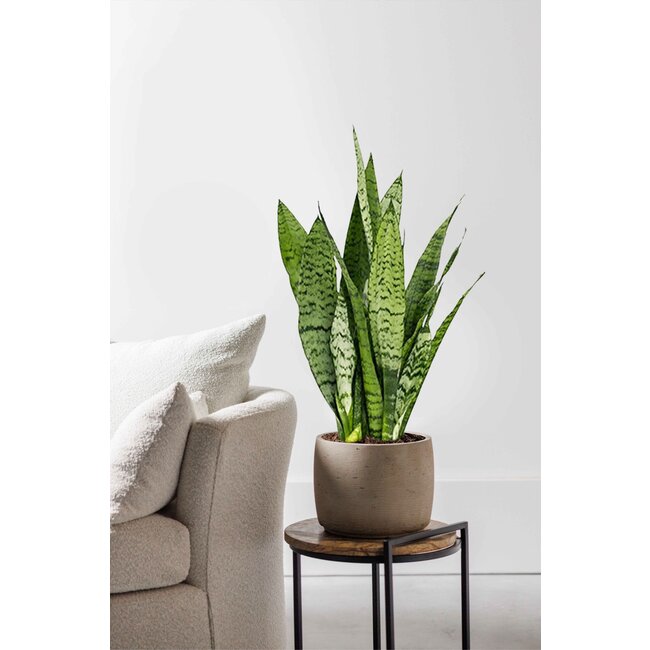 Sansevieria Zeylanica