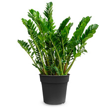 Zamioculcas