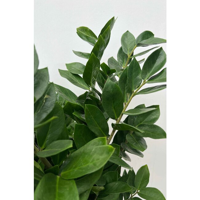 Zamioculcas Duinplant XXL