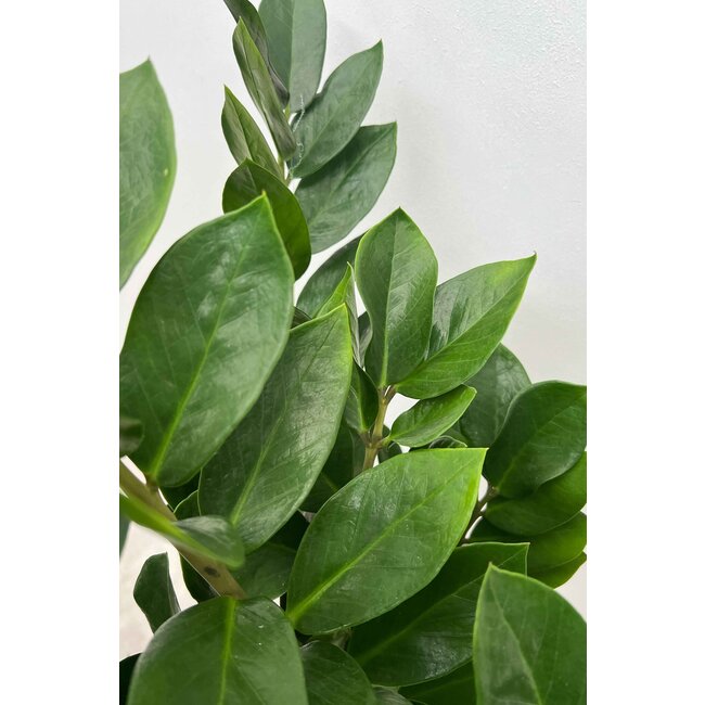 Zamioculcas Duinplant XXL