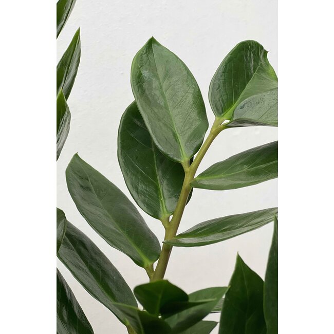 Zamioculcas Duinplant XXL