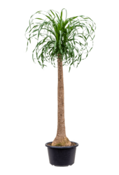 Beaucarnea-Flaschenbaum XXXL