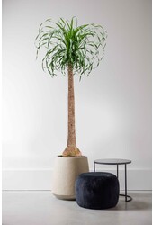 Beaucarnea-Flaschenbaum XXXL