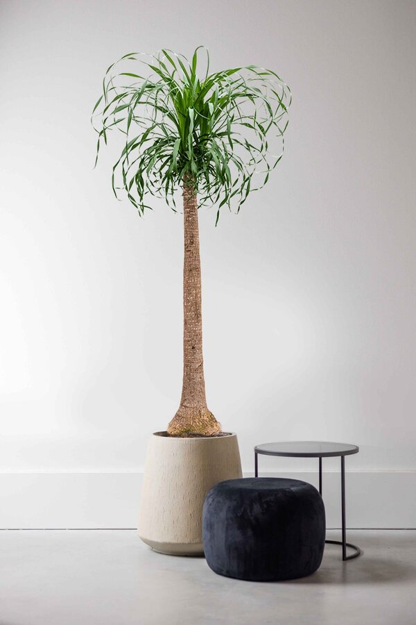 Beaucarnea-Flaschenbaum XXXL