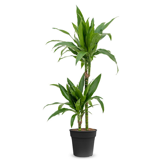 Dracaena fragrans Janet Lind