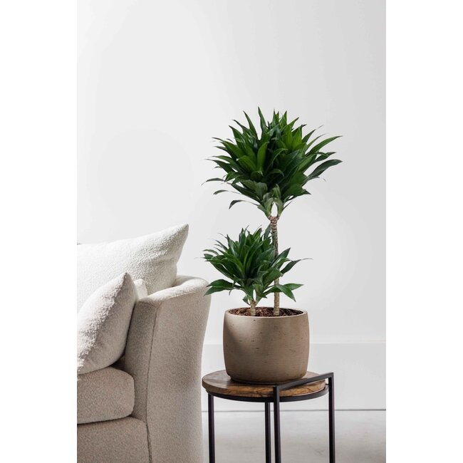 Dracaena Fragans Compacta