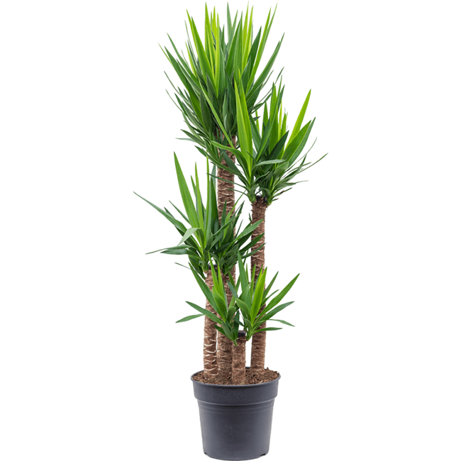 Palmlilie Yucca Palme XXL