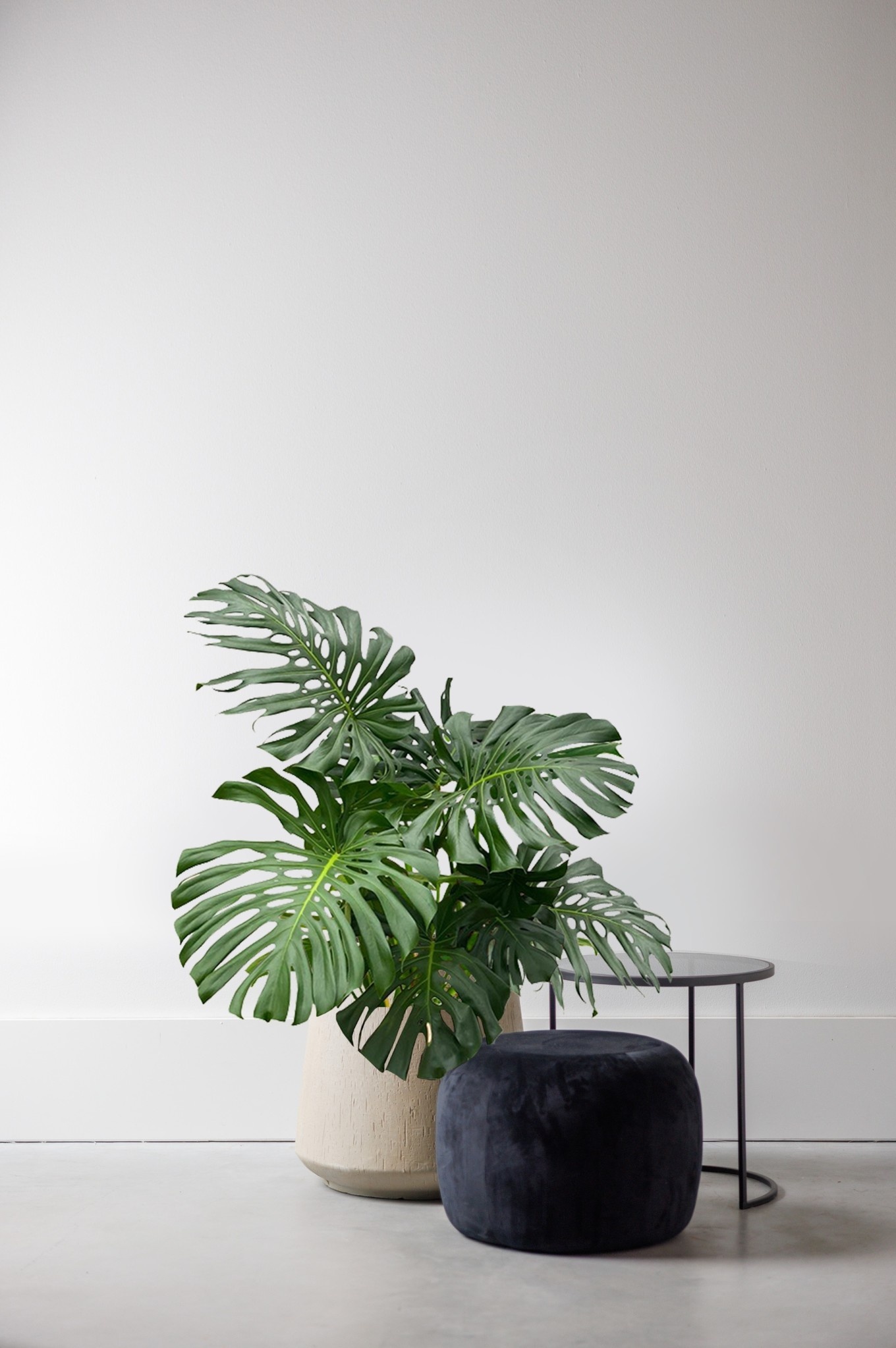 Monstera Hole Fleurdirect.de Pflanze 